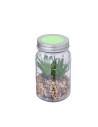 Planta Personalizada 820608 - Imagen 6