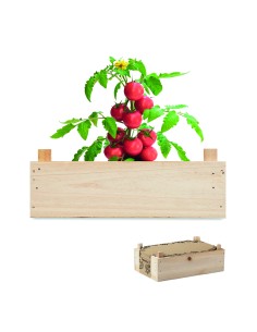 Mini-huerto tomates en caja 7MO6498