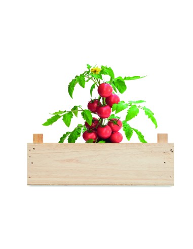 Mini-huerto tomates en caja 7MO6498