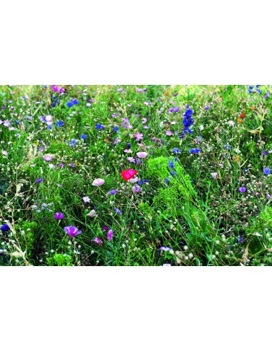 Mezcla de semillas de flores 7MO6501