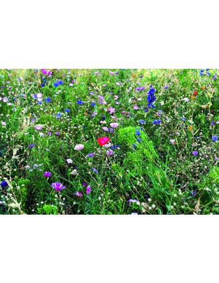 Mezcla de semillas de flores 7MO6501