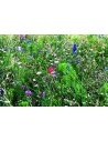 Mezcla de semillas de flores Personalizada 7MO6501 - Imagen 3