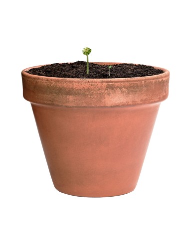 Bombón Semillas Personalizado 82640