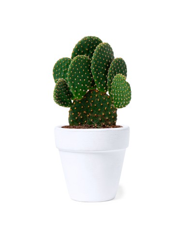 Maceta Personalizada 81931