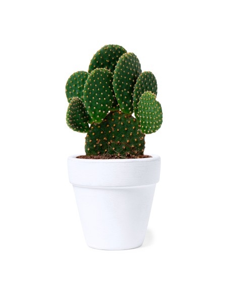 Maceta Personalizada 81931