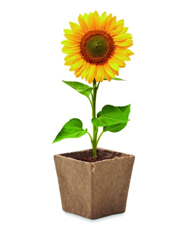 Kit de cultivo de girasoles 7MO2411