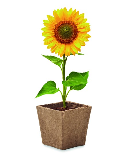 Kit de cultivo de girasoles 7MO2411