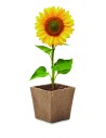 Kit de cultivo de girasoles Personalizado 7MO2411 - Imagen 11