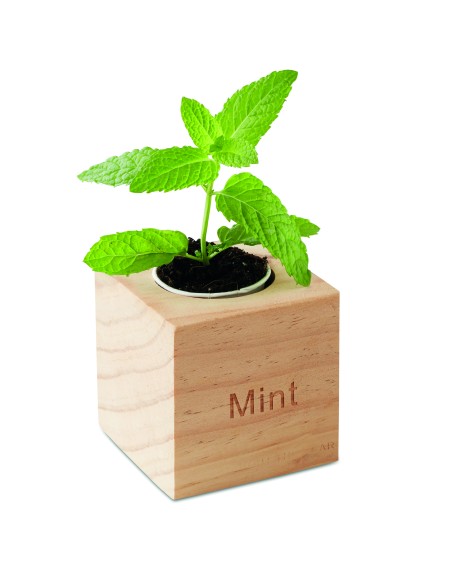 Maceta con semillas de menta 7MO9337