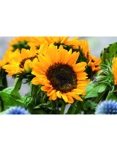 Sobre con semillas de girasol Personalizada...