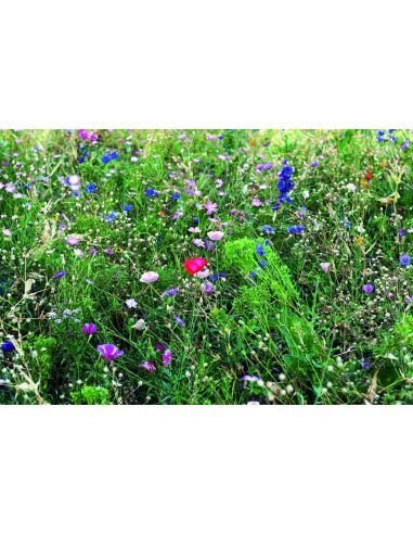 Mezcla de semillas de flores Personalizada 7MO6501