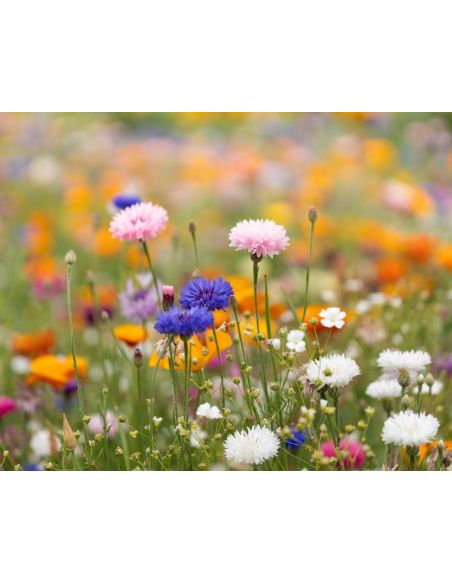 Hoja A4 de papel con semillas Personalizada 7MO6914