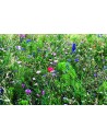 Mezcla de semillas de flores Personalizada 7MO6501 - Imagen 6