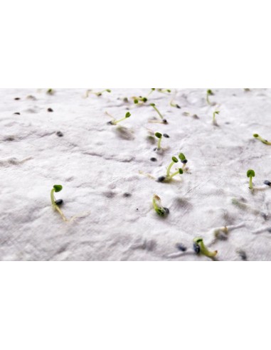 Hoja A5 de papel con semillas Personalizada...