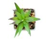 Mini planta artificial Personalizada 7MO2852 - Imagen 3