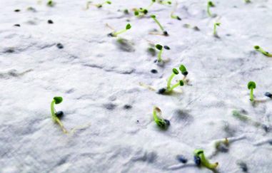 Tarjeta de visita de semillas d Personalizada...