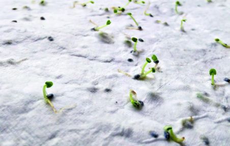 Tarjeta de visita de semillas d Personalizada 7MO2993